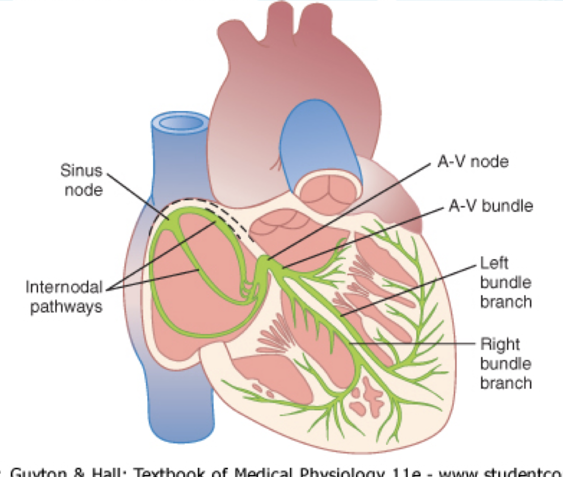 <ul><li><p>AP from the SA node travels directly to atrial muscle fibers and to AV node</p></li><li><p>Consists of the Anterior interatrial band - excitatory tissues sending signals from SA node to Left Atria</p></li><li><p>3 bands: Anterior, Middle, and Posterior</p></li></ul><p></p>