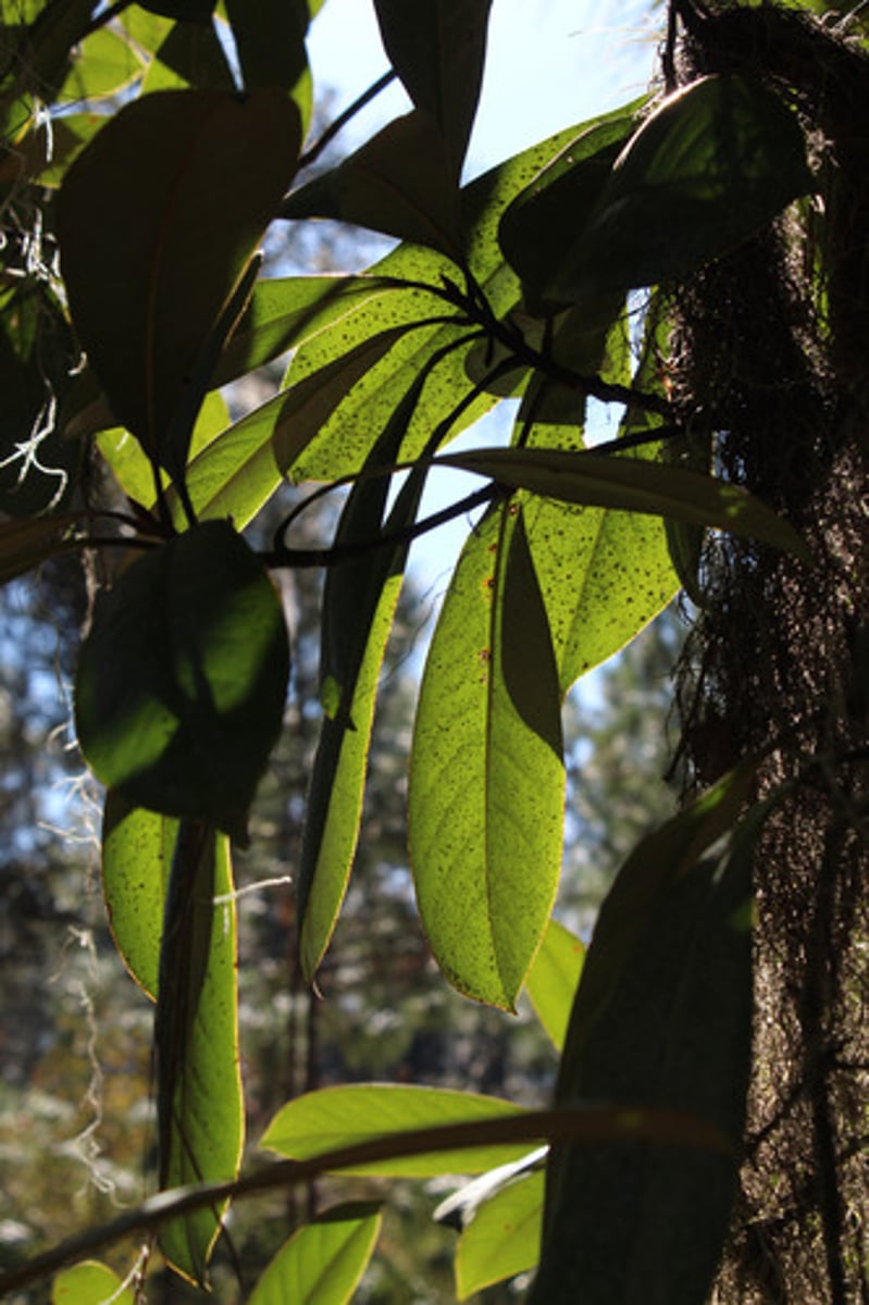 <p>To which tree do these leaves belong to?</p>