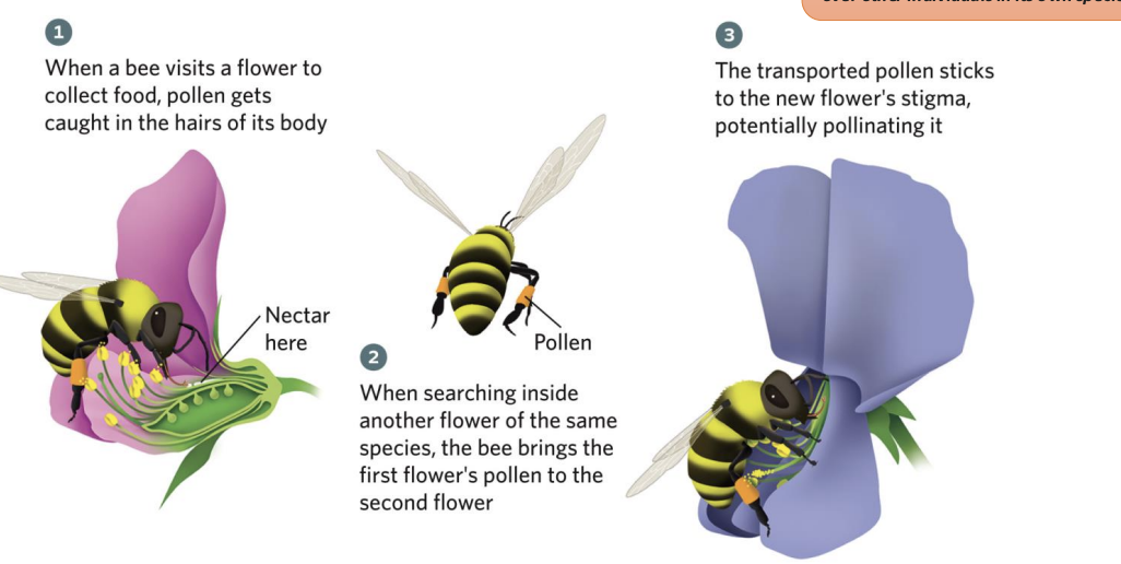 <p>Mutualisms are created by two self-interested individuals from two different species, with each individual trying to gain a fitness advantage over other individuals in its own species.</p>