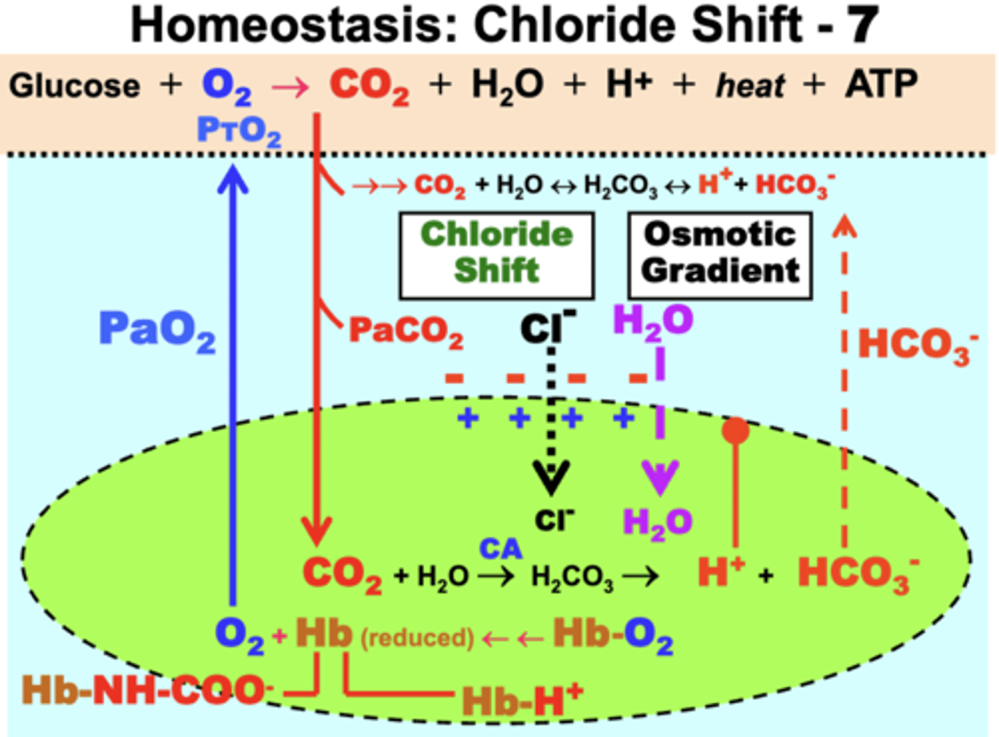 <p>mechanism that functions to maintain or restore cell homeostasis</p><p>- to correct the electrical gradient resulting from net cation (HCO3-) efflux from RBCs, chloride ions (Cl-) diffuse from the plasma into RBCs to restore cell electroneutrality</p><p>consequence: the total ion concentration in RBCs is now greater than in plasma venous blood</p><p>- creates an osmotic gradient that causes H2O to enter RBCs</p>