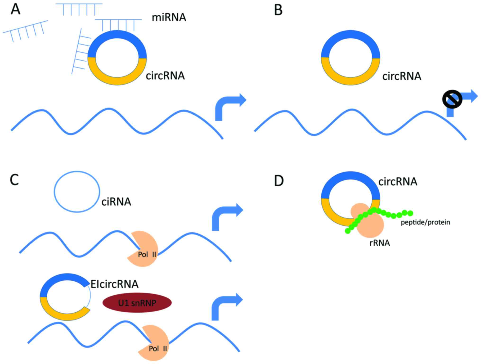 circular RNAs
