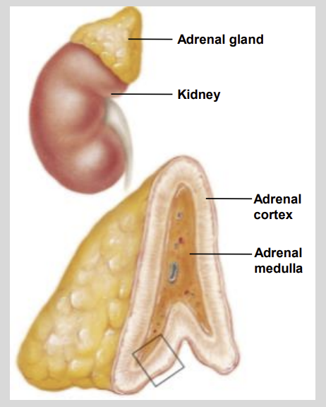 <ul><li><p>Adrenal Cortex & Adrenal Medulla</p></li></ul><p></p>