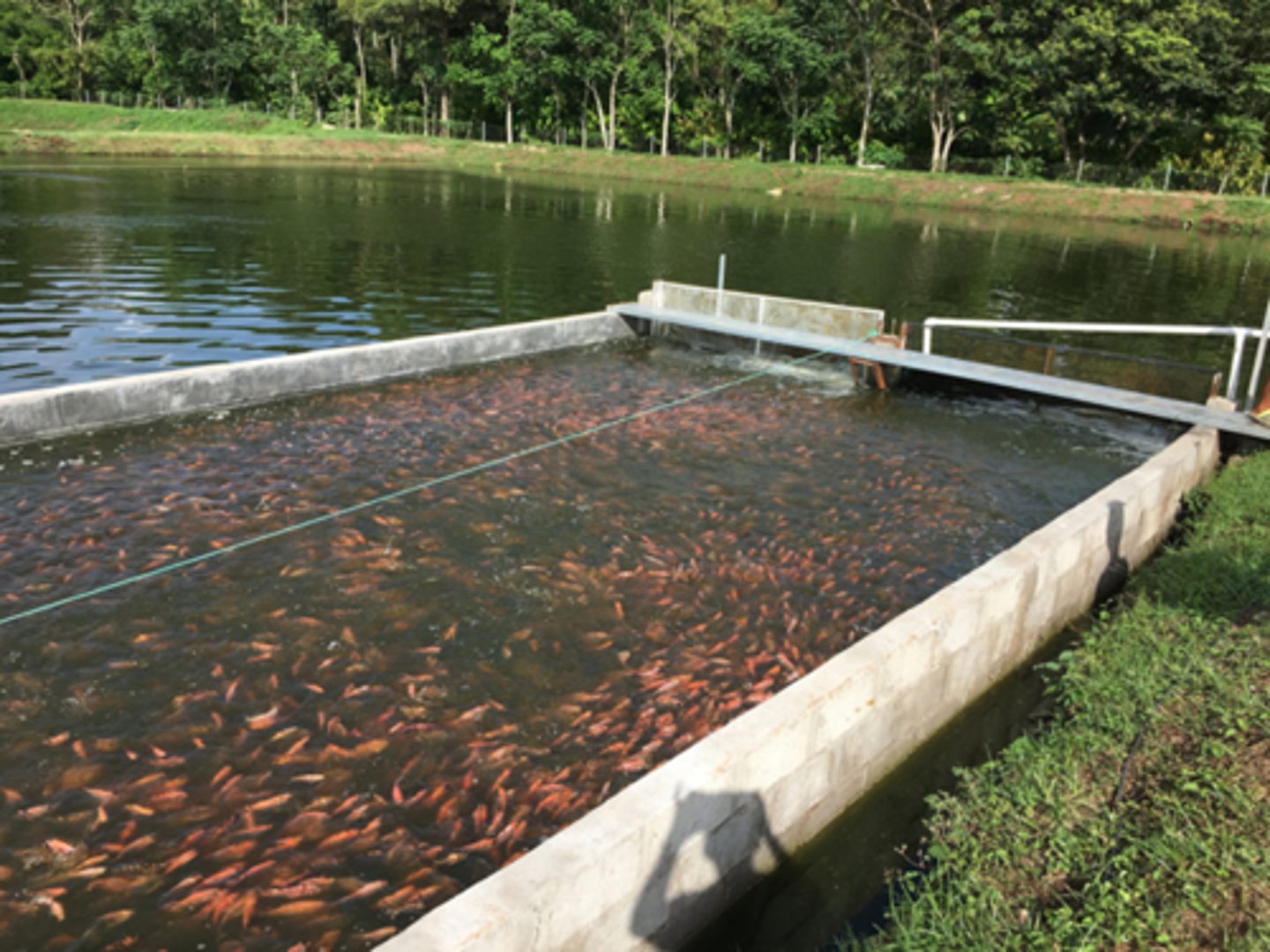 <p>- Water flows from one sub-unit to the next without treatment. Not ideal from a biosecurity perspective.</p><p>- To minimise disease risk, the fish getting the fresher water are the younger stages and theoretically, the largest and most robust fish will be located at the bottom of the farm.</p><p>- require a lot of water - needs to be high quality</p>