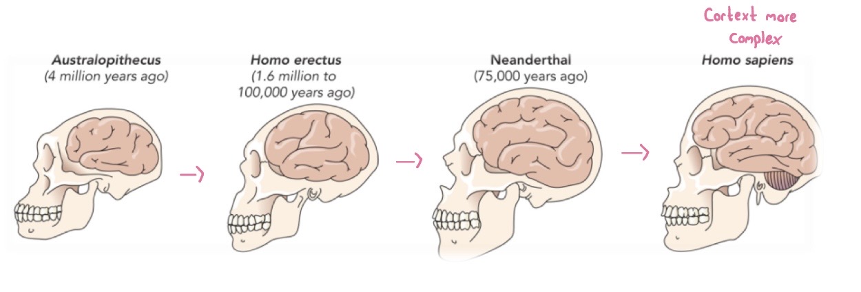 <p>The human brain</p>