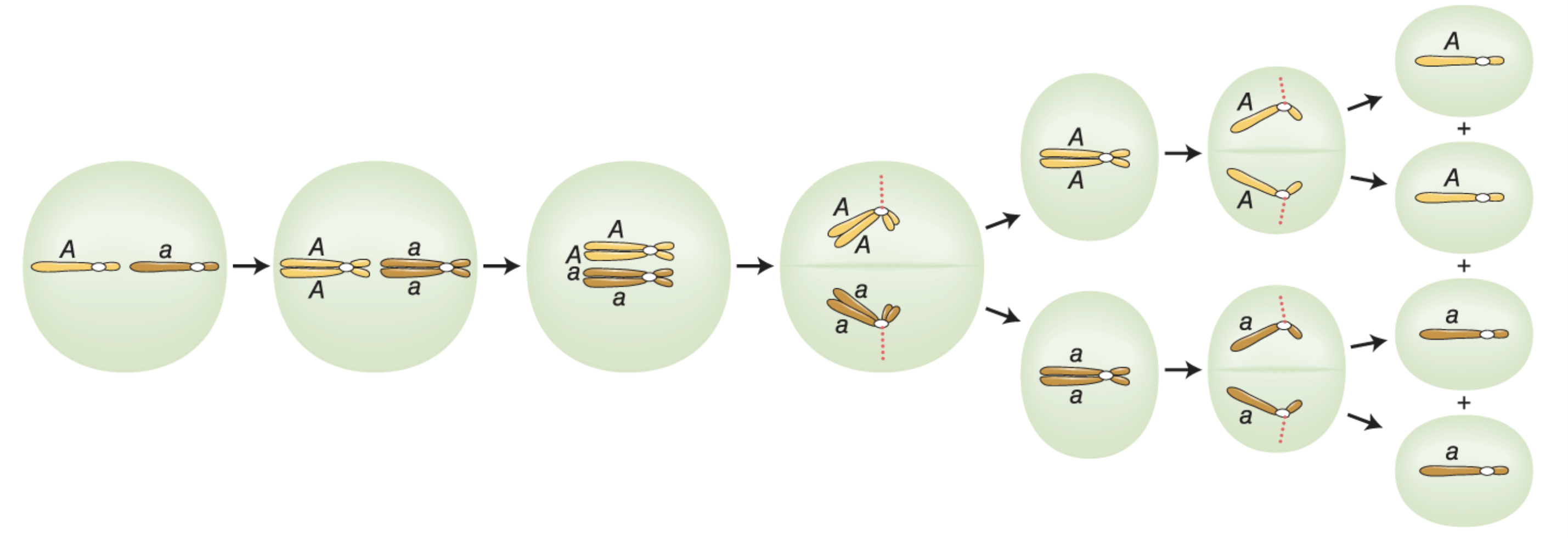 * also preceded by replication and chromosome condensation
* in the first division, centromere holding a pair of sister chromatids together does not divide 
  * one pair of chromatids is pulled into each daughter cell by spindles that attach to the undivided centromeres
* at the second division of meiosis, the centromeres divide; and now each chromatid is pulled into its own cell, which is now effectively haploid
  * 1A:1a
  * 4 haploids = **tetrad**