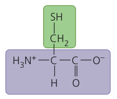 <p>Cysteine</p>