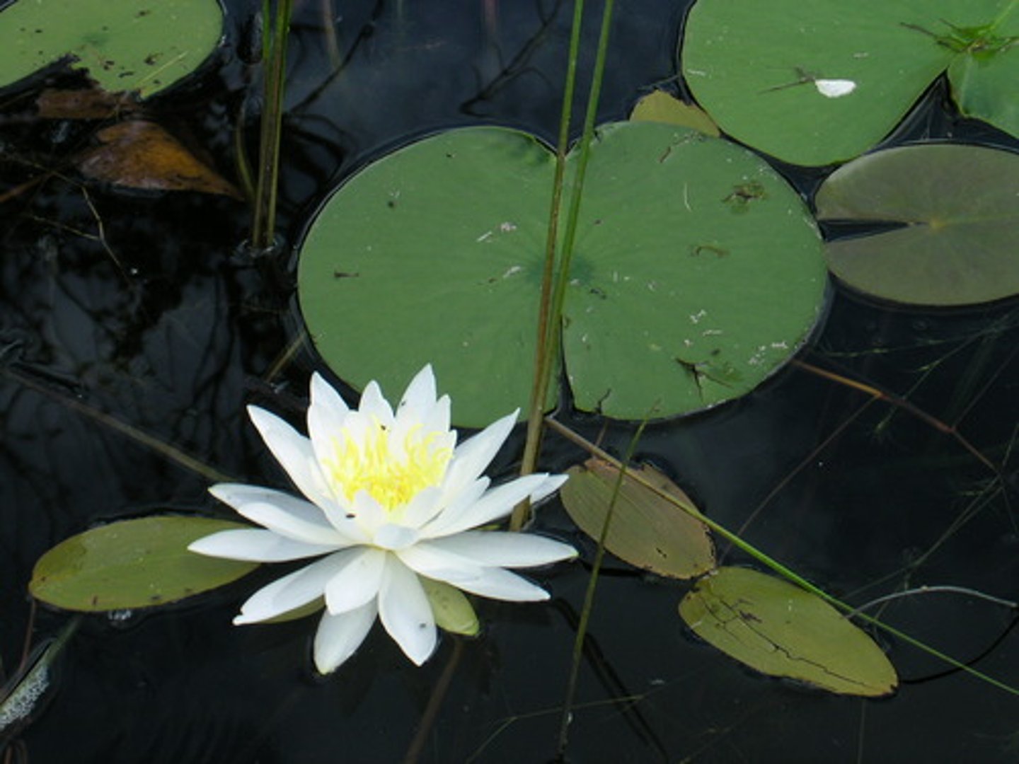 <p>Nymphaea</p>