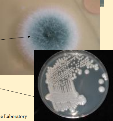 <p>What do these images show?</p>