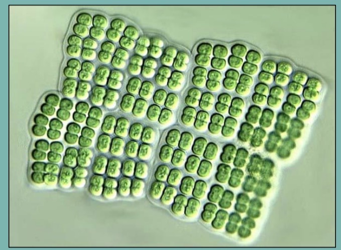 <p>What do Merismopedia form relationships with and how do they hold their shape</p>