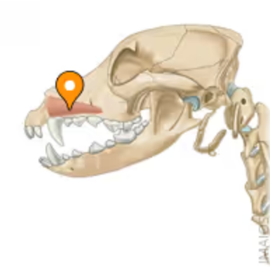 <p>which mimetic muscle is this?</p>