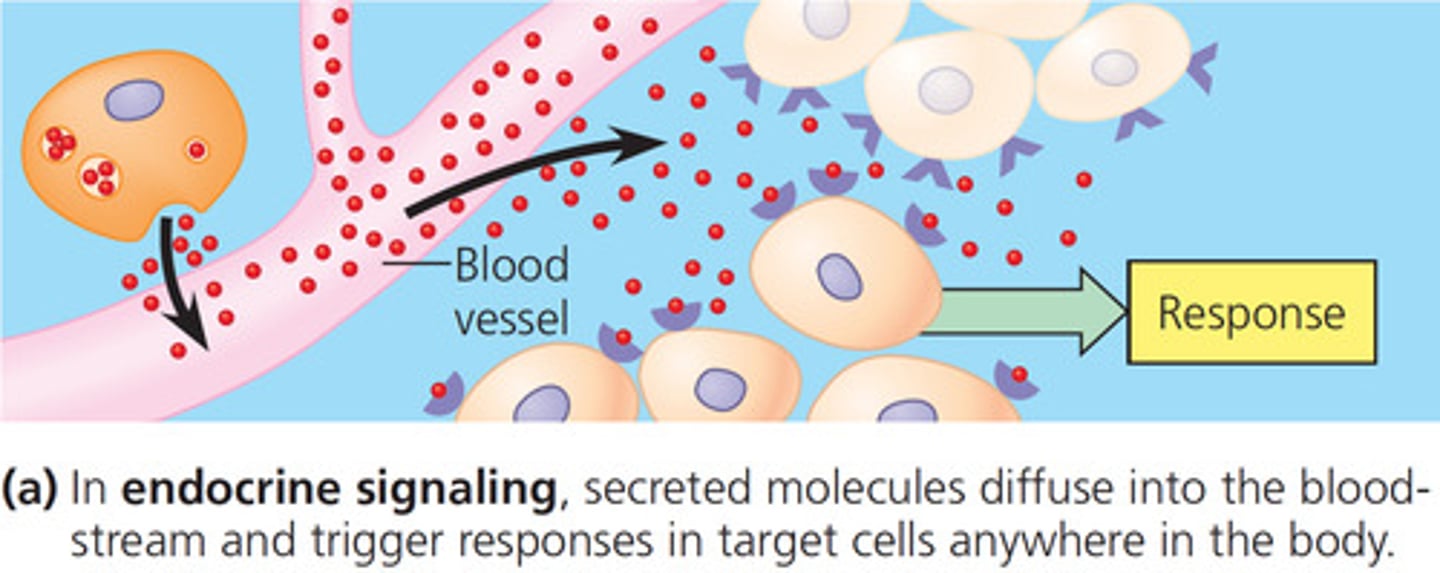 <p>(D) Endocrine Signaling<br><br>Growth Hormone being released into the blood and carrying signals to various organs and tissues is an example of Endocrine Signaling in which signals are transmitted over long distances.</p>