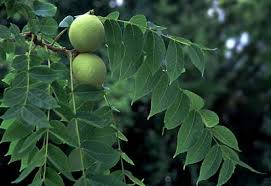 <p>what is the scientific name of black walnut </p>