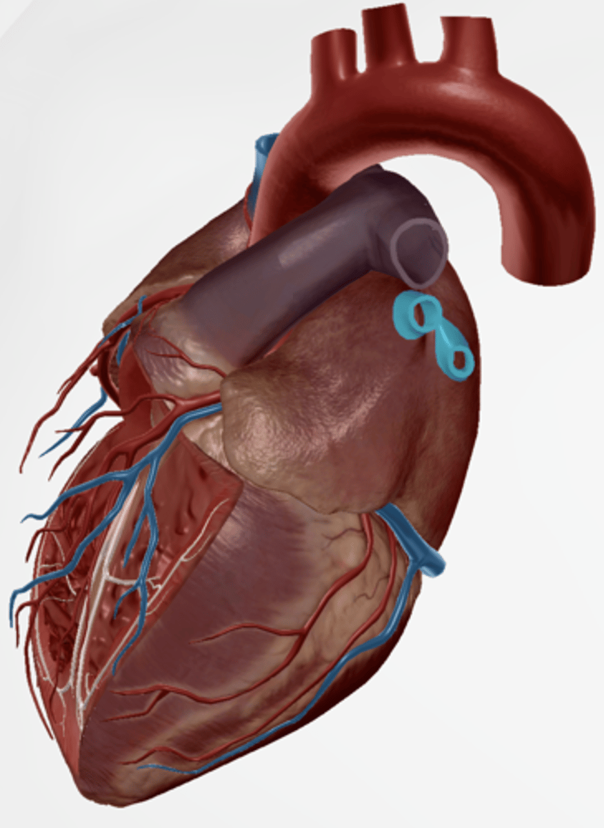 <p>carries oxygenated blood from the lungs to the heart</p>