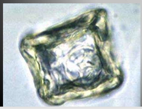 <p>species</p><p>stage</p>