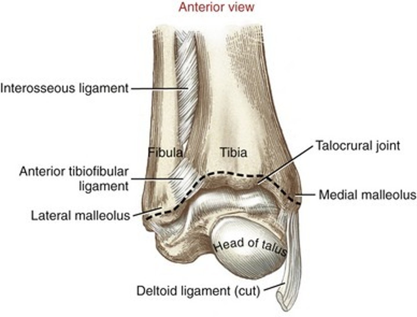 <p>Moving component: talus, convex (talus) moving on concave (tibia and fibula), osteo/arthrokinematic motion occurs in opposite directions</p>
