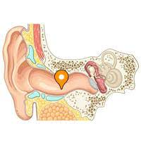 The bony portion of the ear canal