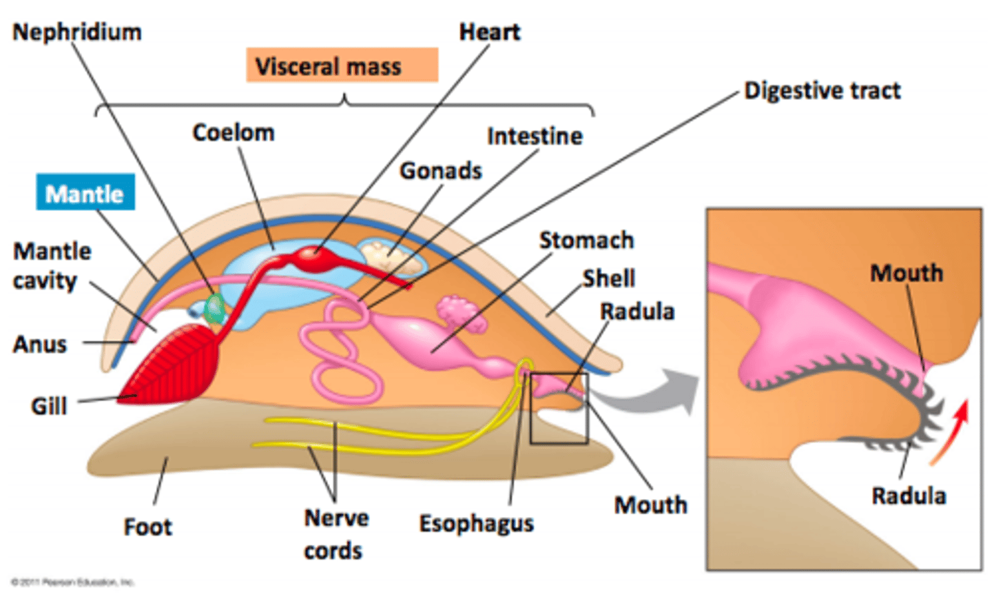 <p>• Visceral Mass - Contains internal organs</p><p>• Mantle - May secrete shell and/or contribute to development of gills or lungs</p><p>• Head-Foot - Muscle adapted for locomotion, attachment, or food capture, sensory reception</p>