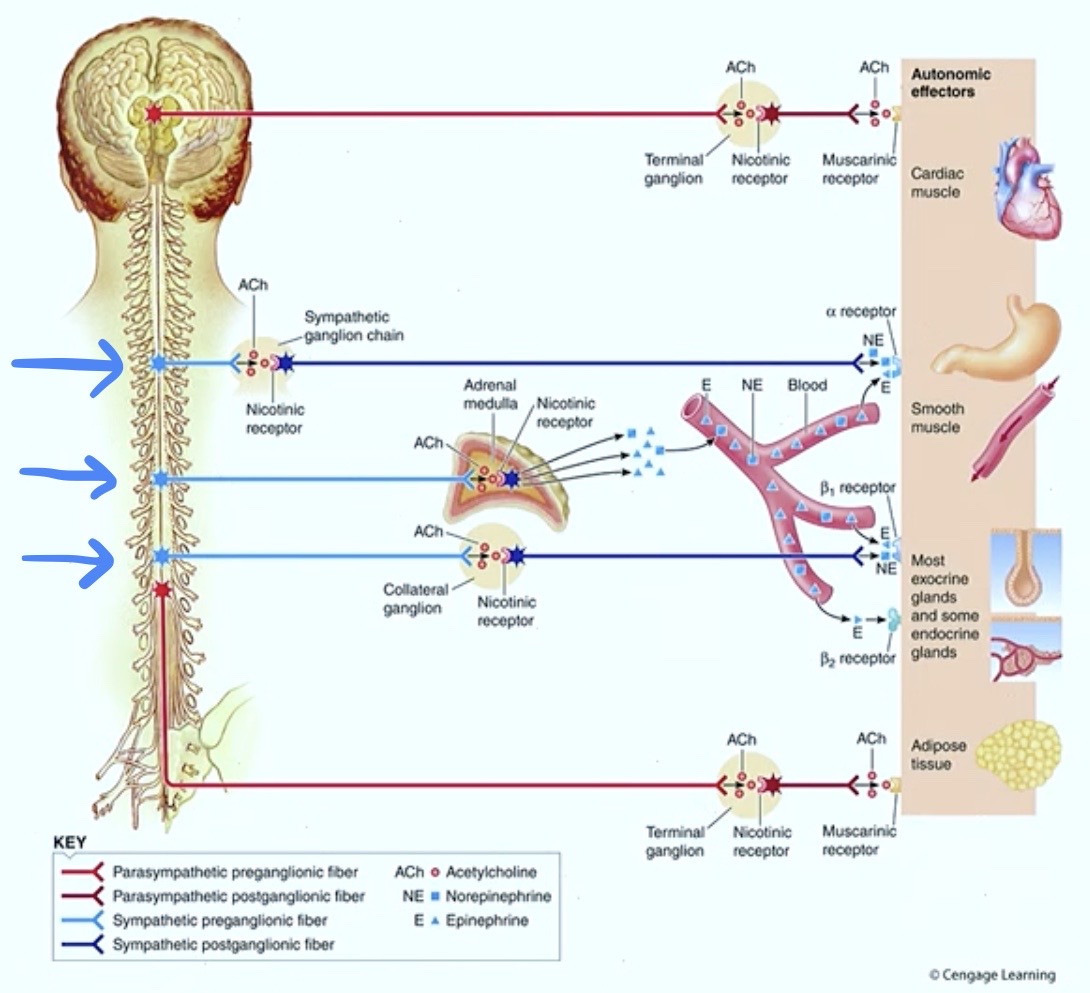 <p><strong>Which of these neurons </strong><span style="color: blue"><strong>Fires Action potential</strong></span><strong> during fight or flight mode?</strong></p>