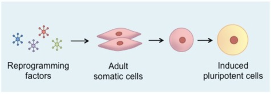 <p>Induce a change in the gene expression profile of a cell in order to transform it into a different cell type (transdifferentiation)</p><p></p><p><u>Advantages:</u></p><ul><li><p>Stem cells are autologous to adult doner (derived from same person needing them) so no risk of incompatibility</p></li></ul><p><u>Disadvantages:</u></p><ul><li><p>Involves the use of oncogenic retroviruses and transgenes, increasing the risk of health consequences (ie. cancer)</p></li></ul>