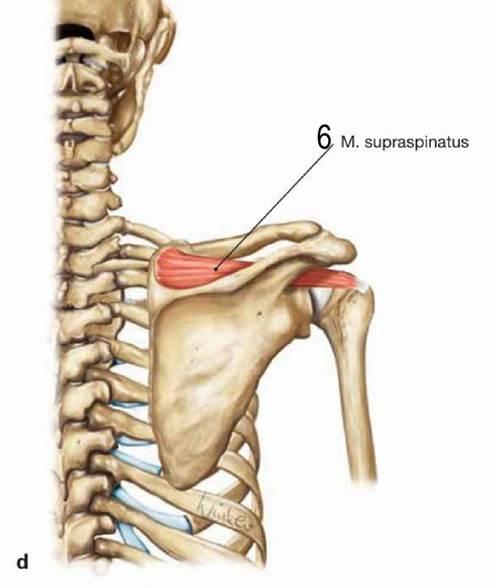 <p>ngjitja: skaji i brendshem ne fossa supraspinata ndersa skaji i jashtem ne tuberculum major humerii</p><p>inervimi : n.suprascapularis</p><p>veprimi: abduktor dhe rotator i jashtem, i ndihmon muskulit deltoid</p><p>stabilizon caput humeri ne fossa glenoidalis ne nyjetimin e krahut</p>