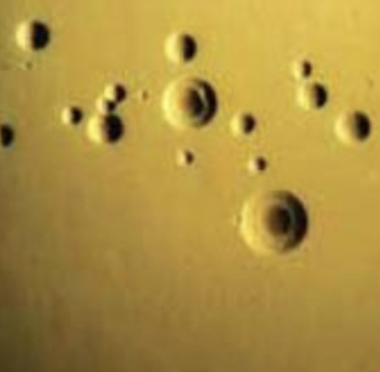 <p>cell wall</p><p>Penicillin</p><p>Tetracyclines</p><p>cholesterol</p><p>Fried egg</p>