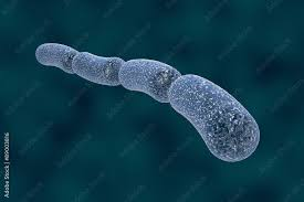<p>What shape/arrangement is this bacteria?</p>