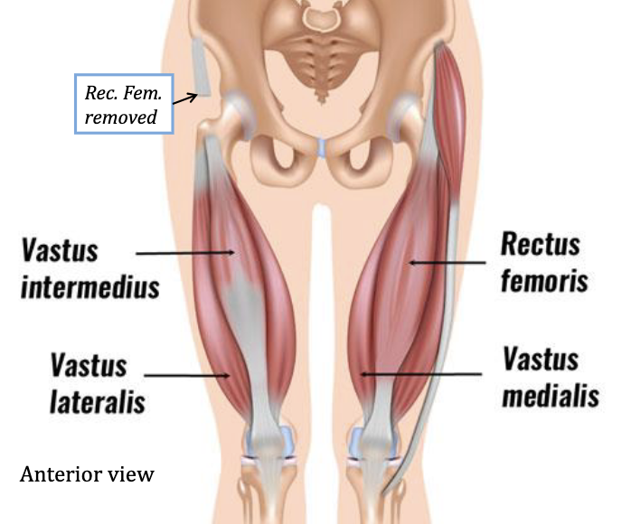 <p>Extend knee - segment flexes hip</p><p>Antagonist: Hamstring</p>