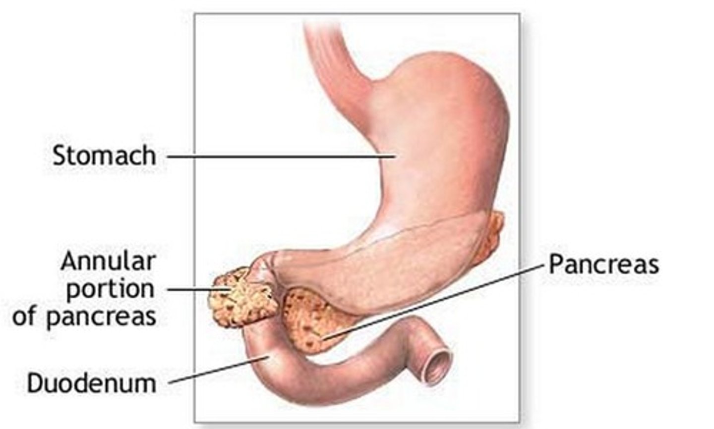 <p>No clue, but I do know that we never divide the pancreas</p>