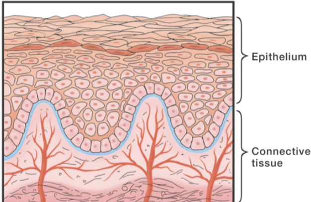 <p>The interface is where epithelial tissue and connective tissue meet and can be…</p>