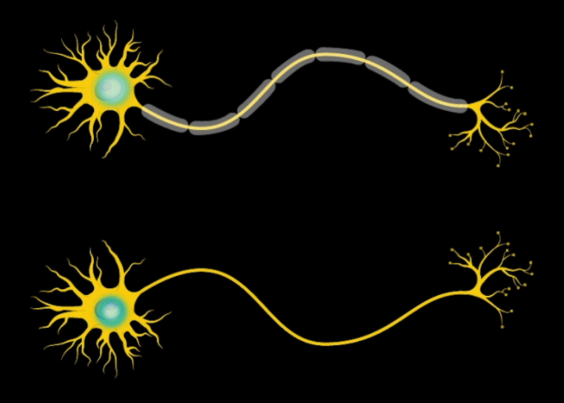 <p>Glial Cells</p><p>Nonne____ cells that provide nut_____ and support for neu____</p><ol><li><p>Ast_______</p></li><li><p>Sch______ cells&nbsp;</p></li></ol><ul><li><p>Nod___ of ranv___</p></li></ul><p></p>