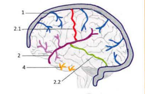 <p>Superficial veins of brain</p>