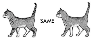 <p>Ticked tabby</p><ul><li><p>have agouti hair but don’t have tabby marks </p></li></ul><p></p>