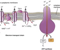<p>A system that functions in both prokaryotic and eukaryotic cells for ATP production.</p>
