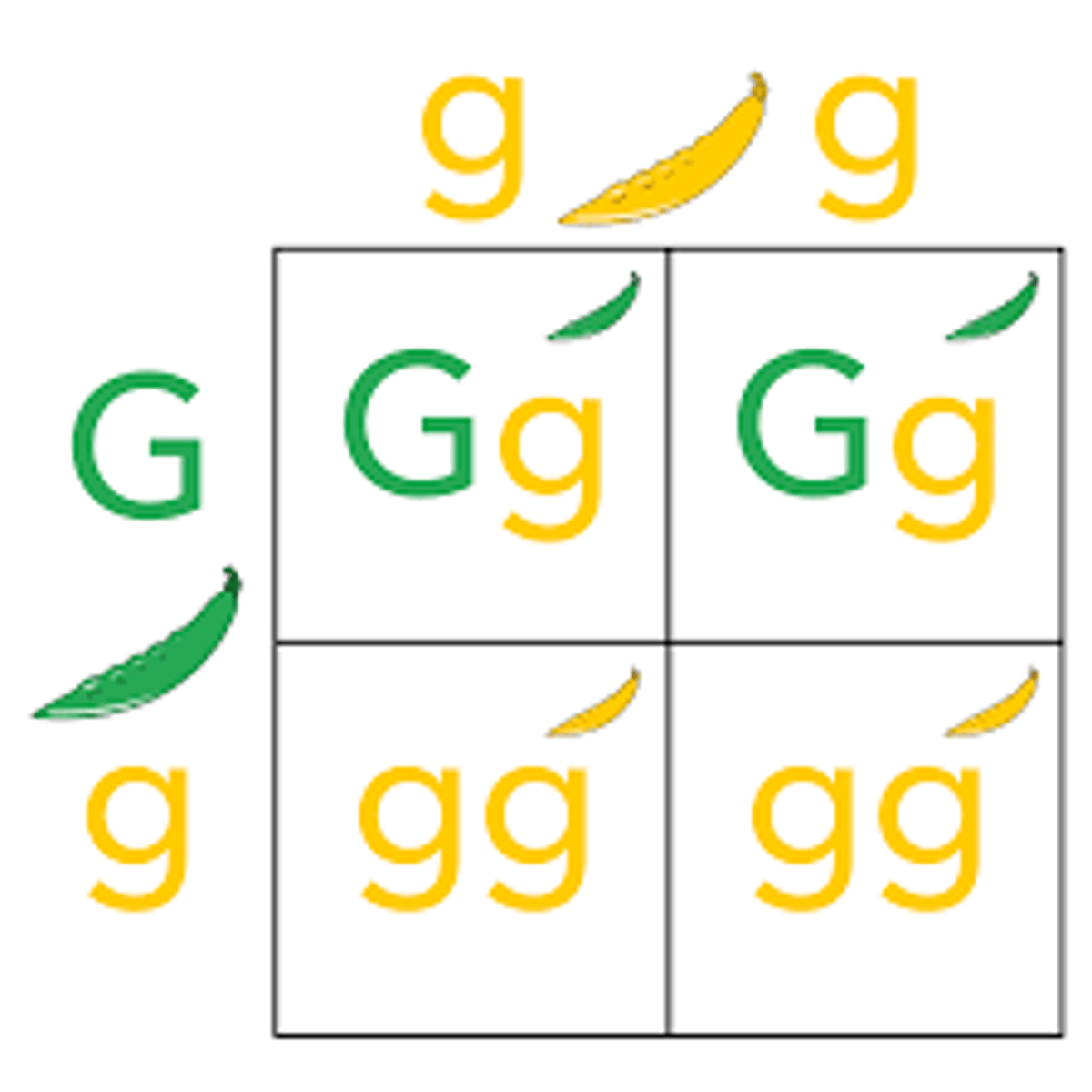 <p>chance of getting certain gene (0%, 25%, 50%, 75%, or 100%)</p>