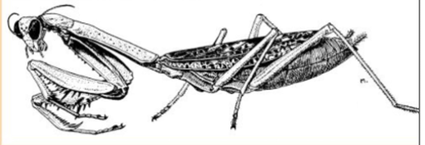 <p>raptorial front legs on mantids (Mantodea)</p>