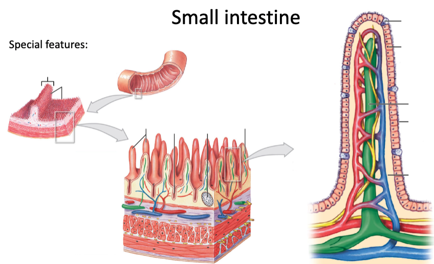 what are some special features general to the small intestine? describe them.