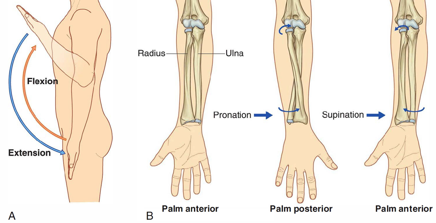 <p>turning the forearm (the radius) so that the palm is down</p>