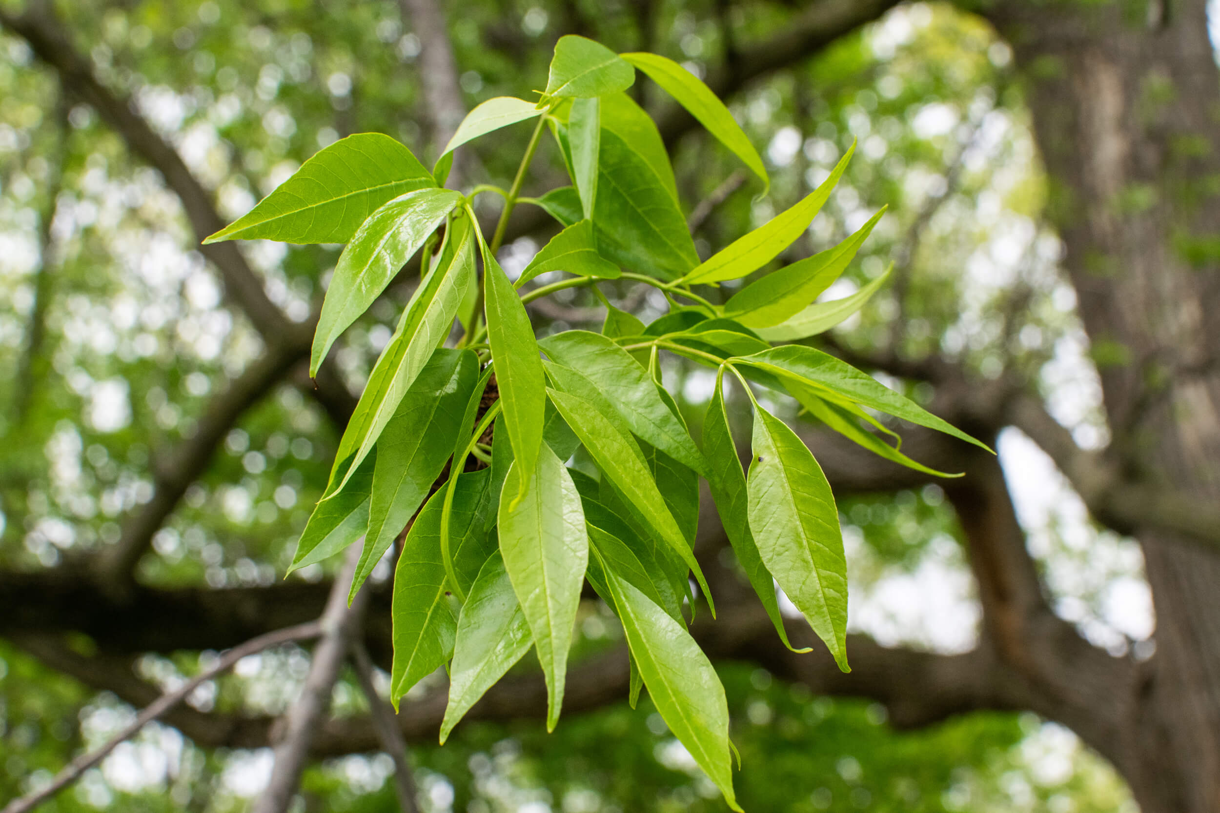 <p><em>Fraxinus americana</em></p>