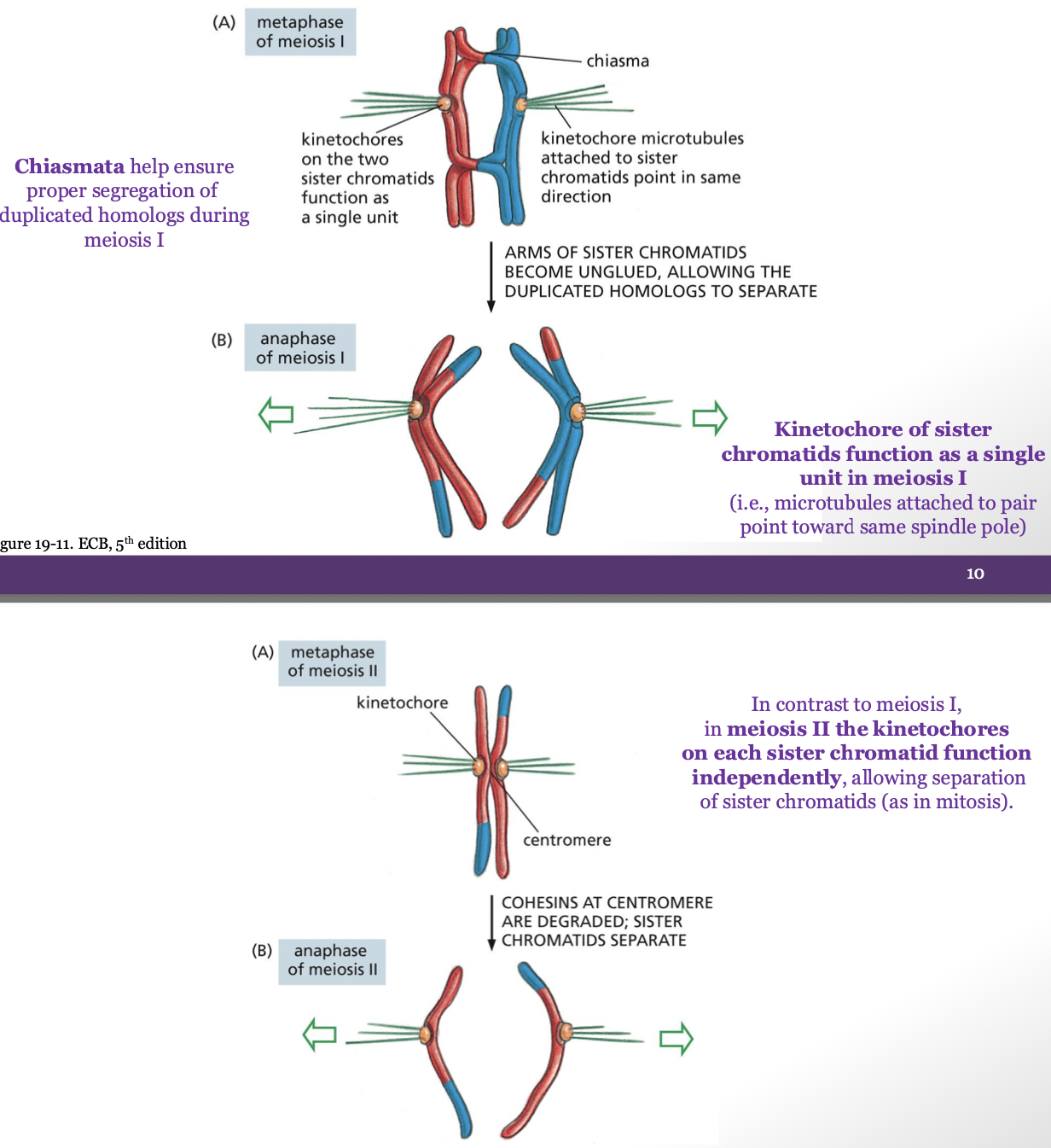 <p><span>Meiosis I: cohesins holding the arms of the non-sister chromatids together are suddenly degraded, cohesins at the centromere continue to hold the sister chromatids together</span><br></p><p><span>Meiosis II: cohesins holding the sister chromatids together at the centromere are degraded</span></p>