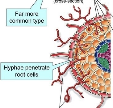 <p>grow hyphae that penetrate the root cells of their plant partners</p>