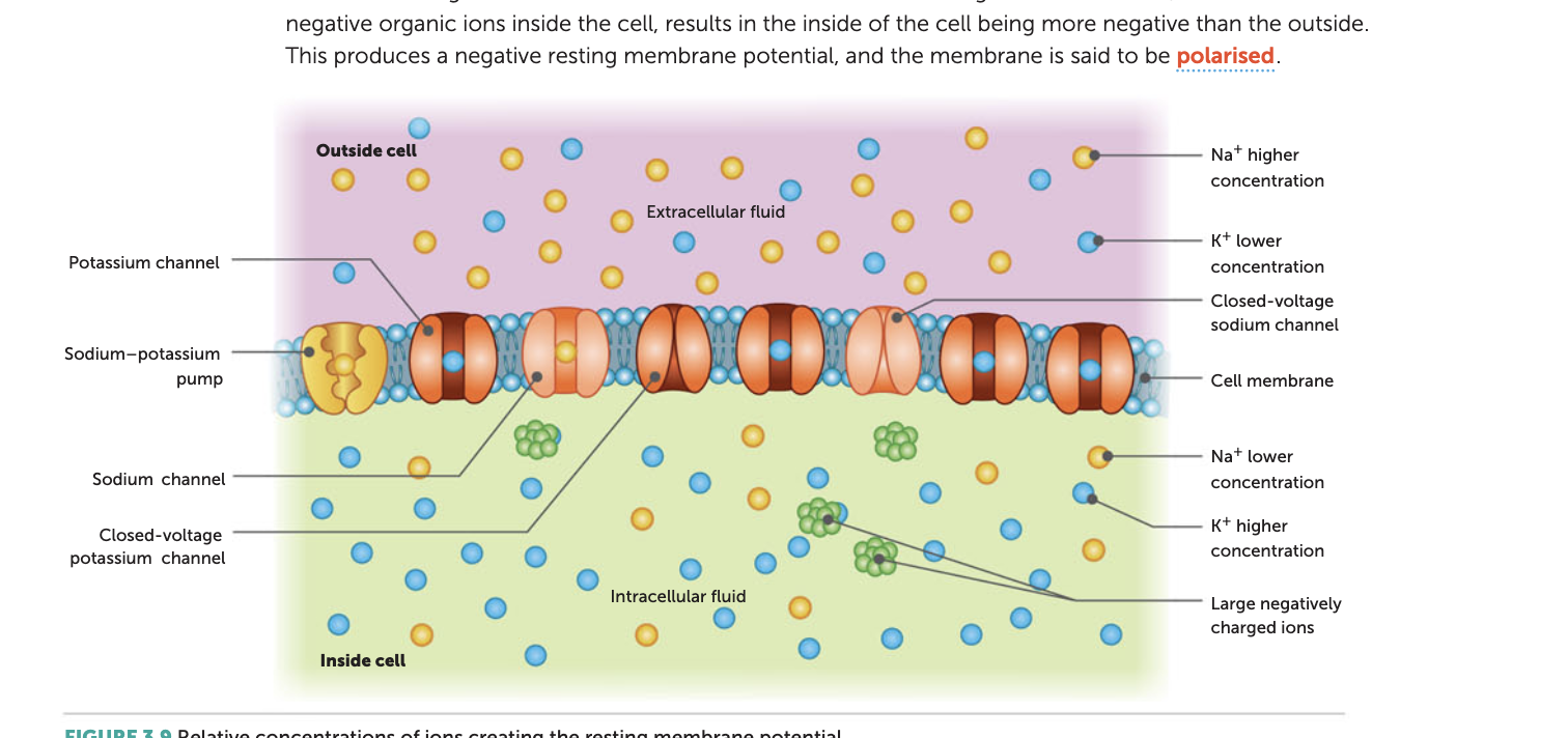 ions making resting membrane potential