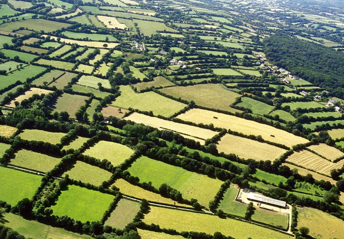 <p>paysage avec des haies</p>