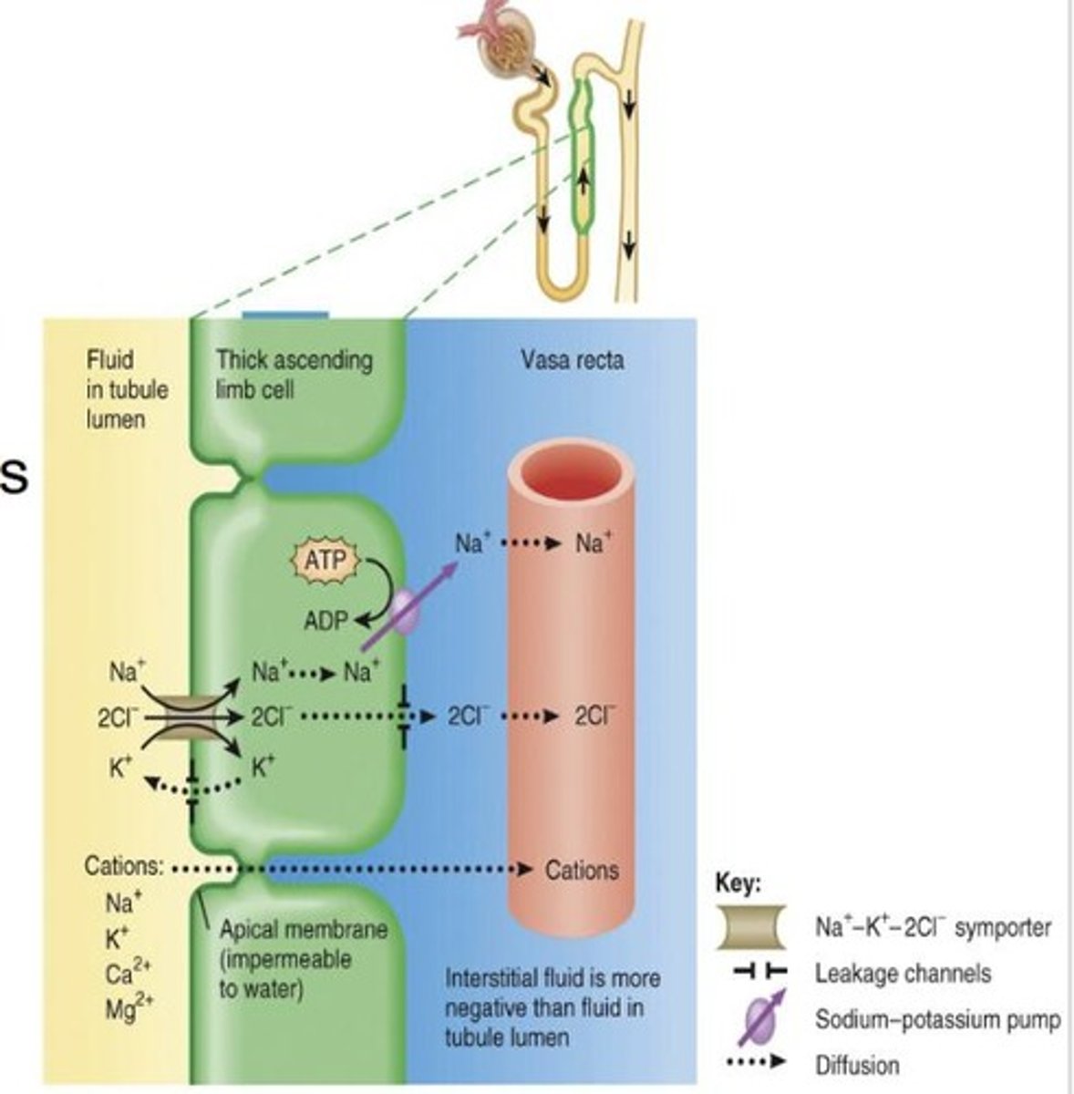 <p>Continuous with the ureter.</p>