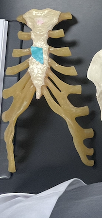 <p>Name this bone?</p>