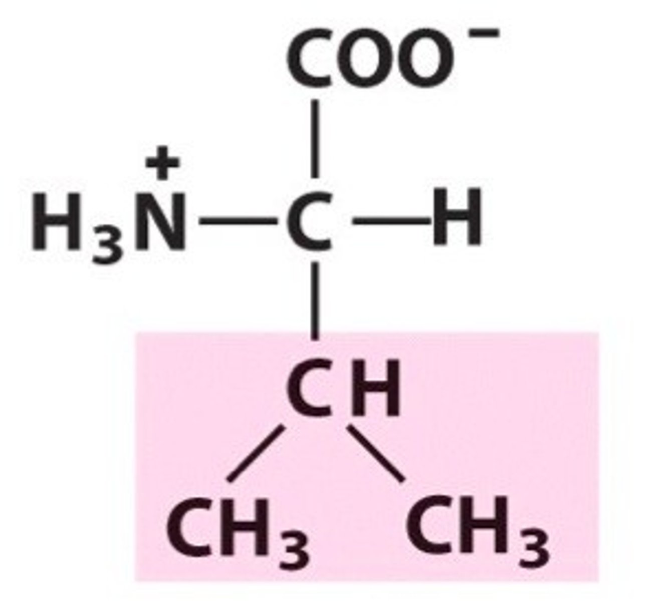 <p>GUU</p><p>GUC</p><p>CUA</p><p>GUG</p><p>hydrophobic, nonpolar (Val or V)</p>