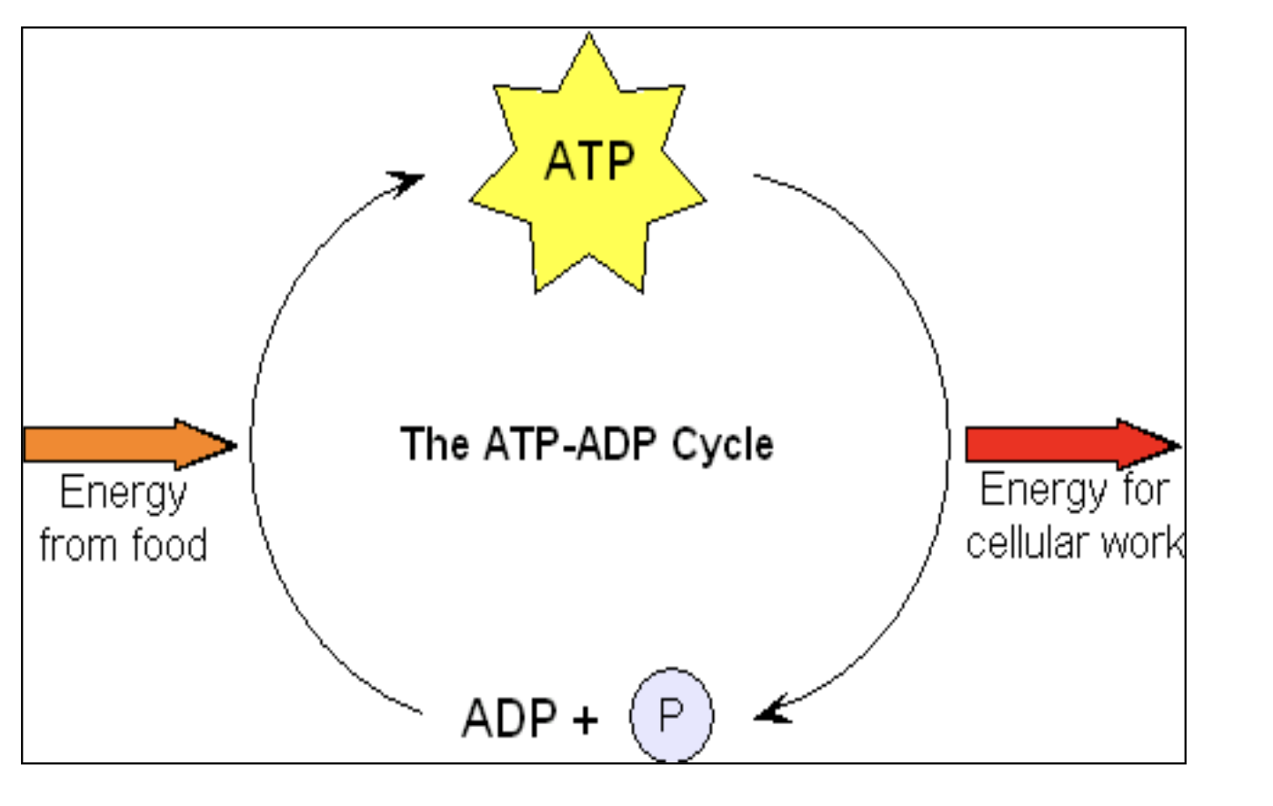<p>The process by which ATP is converted to ADP and back, involving the transfer of energy and phosphate <a target="_blank" rel="noopener noreferrer nofollow" class="link" href="http://groups.Energy" data-prevent-progress="true">groups. Energy</a> is released when a phosphate bond is broken. </p>