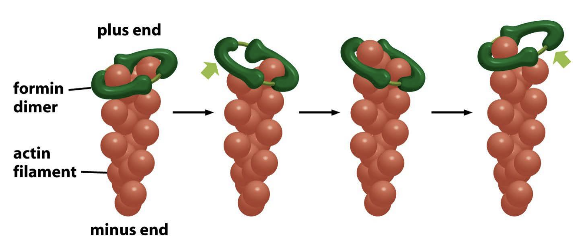 <ul><li><p>similar to ARP complex, but it is unbranched</p></li><li><p><strong>both nucleates and accelerates actin filament growth</strong>.!!</p></li><li><p>self assembles into a dimer </p></li><li><p>and remains associated with the rapidly growing plus end as it elongates</p></li></ul><p></p>
