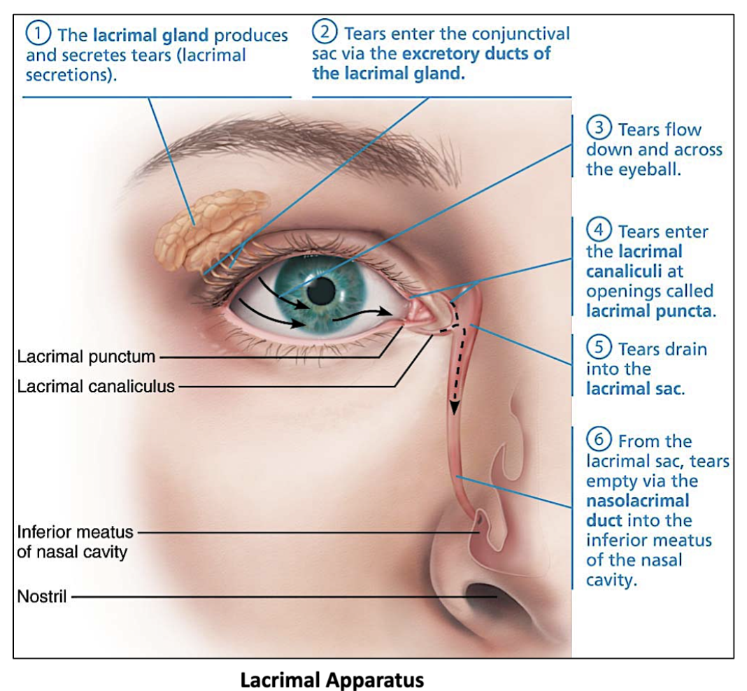 <p><strong>Lacrimal gland </strong>(produces &amp; secretes tears) → <strong>Excretory Lacrimal ducts</strong> → <strong>Nasolacrimal duct </strong></p>