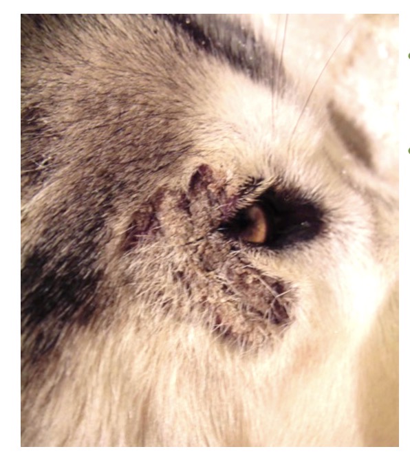 <p>Zinc responsive dermatosis - Diagnosis </p>