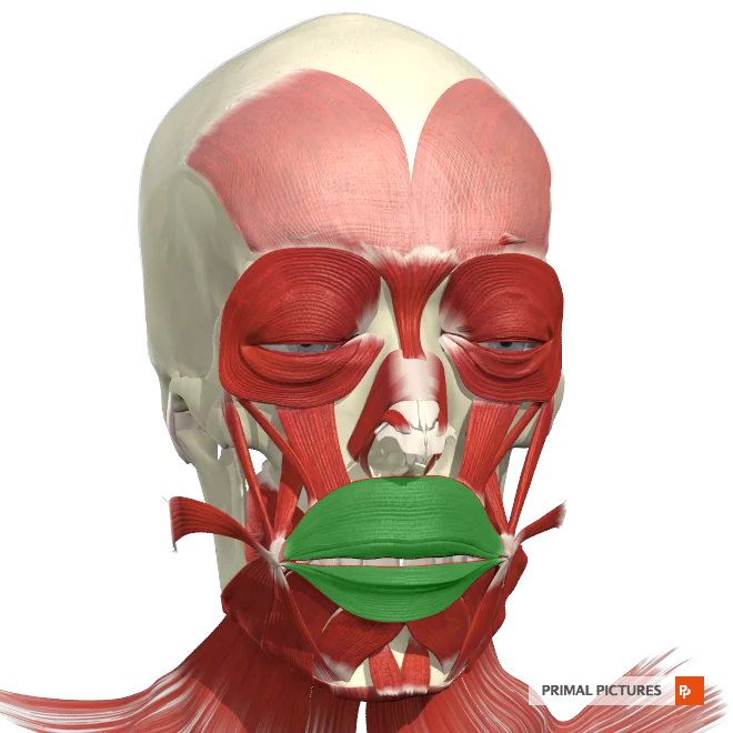 <p>The __________ is a muscle located around the mouth, responsible for controlling the movements of the lips, such as puckering, smiling, and kissing.</p>